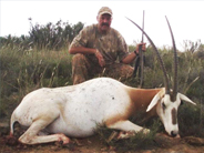 Schimitar Horned Oryx